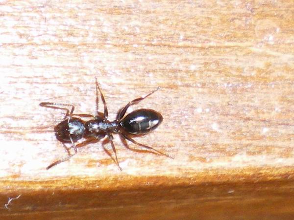 Formiche anche io! Camponotus truncatus e Tetramorium sp.